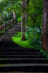 Taiwan, Xitou, forest, protected area, forest trail