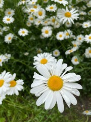 daisies in a garden