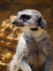 Portrait of meerkat or suricate (Suricata), is a genus of mongoose that is endemic to Africa 