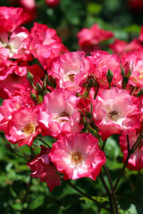 Bunch of cute red pink and white 