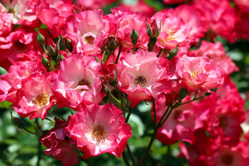 Obraz premium Bunch of cute red pink and white 