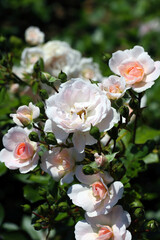Pale pink and white mix colored bunch of rose flowers "Lovely Meilland 2000, France" shining under the sun close up photography.