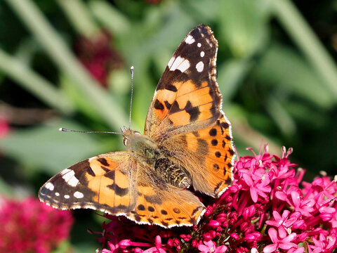 Closeup of painted lady butterfly (Cynthia cardui ou Vanessa cardui) feeding on valerian flower (Centranthus ruber)