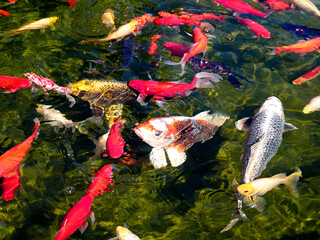 Many koi carp (Cyprinus) multicolor on the water surface