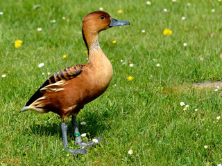 Fulvous Whistling Duck or fulvous tree ducks (Dendrocygna bicolor) standing on grass and seen from profile