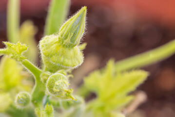 flat round yellow squash