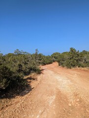 sandy road and trees