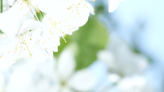 Close-up cherry tree blossom, white sakura flowers blooming, nature background
