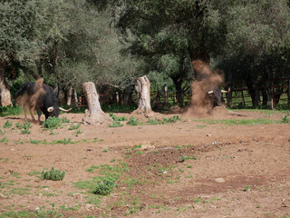 Pair of brave bulls, black with huge horns, digging the ground with their feet to throw dirt on...