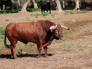 Impressive red brave bull, with twisted horns, in the middle of the field. Concept livestock, bravery, bullfighter, bullfight.