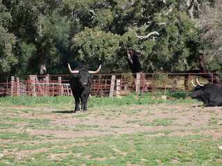 Impressive brave bull, black with big horns, looking defiantly in the middle of the field. Concept...