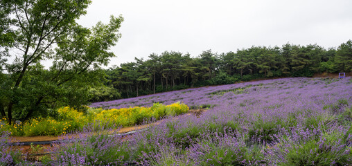 Fototapeta na wymiar 비탈진 언덕에 아름답게 핀 보라색 라벤더 꽃밭.