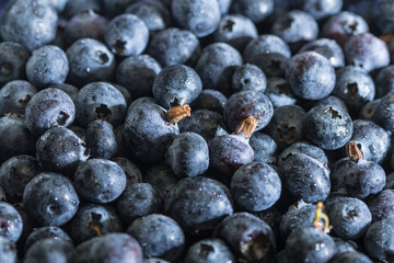 Blueberries photographed from side light - a full frame background