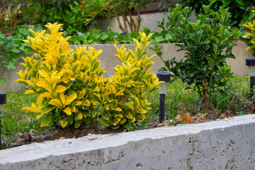 Euonymus. Evergreen colourful decorative dwarf plant in garden. Garden background