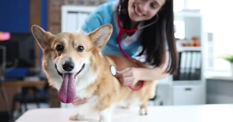 A vet doctor listens to the lungs of a dog
