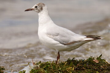 A seagull stands on the shore of a pond. The black-headed gull (Chroicocephalus ridibundus) is a small gull that breeds in much of the Palearctic including Europe and also in coastal eastern Canada.