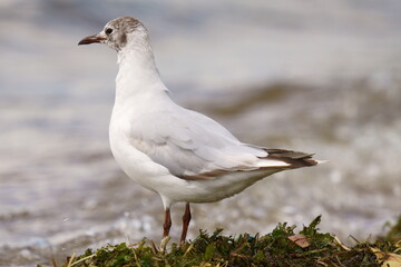A seagull stands on the shore of a pond. The black-headed gull (Chroicocephalus ridibundus) is a small gull that breeds in much of the Palearctic including Europe and also in coastal eastern Canada.
