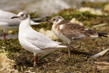 The black-headed gull (Chroicocephalus ridibundus) is a small gull that breeds in much of the Palearctic including Europe and also in coastal eastern Canada.