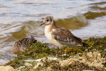 A seagull stands on the shore of a pond. The black-headed gull (Chroicocephalus ridibundus) is a small gull that breeds in much of the Palearctic including Europe and also in coastal eastern Canada.