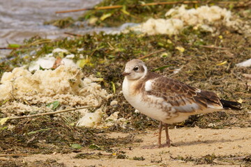 The black-headed gull (Chroicocephalus ridibundus) is a small gull that breeds in much of the Palearctic including Europe and also in coastal eastern Canada.