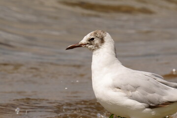 A seagull stands on the shore of a pond. The black-headed gull (Chroicocephalus ridibundus) is a small gull that breeds in much of the Palearctic including Europe and also in coastal eastern Canada.