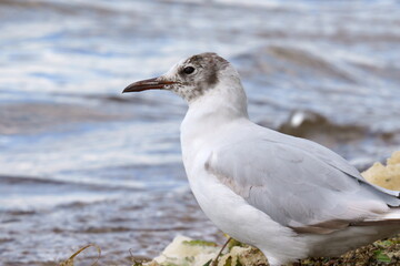 A seagull stands on the shore of a pond. The black-headed gull (Chroicocephalus ridibundus) is a small gull that breeds in much of the Palearctic including Europe and also in coastal eastern Canada.