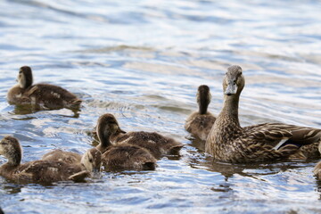 Mallard ducklings swim in the water
