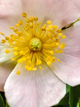 Makro - Blütendetail mit gelbem Pollenständer im zartrosa Blütenkelch