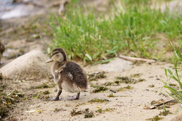 A mallard duckling stands near the water