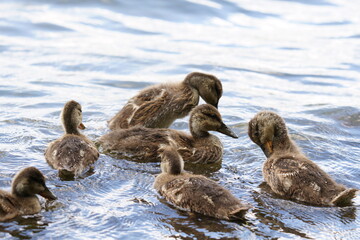 Mallard ducklings swim in the water