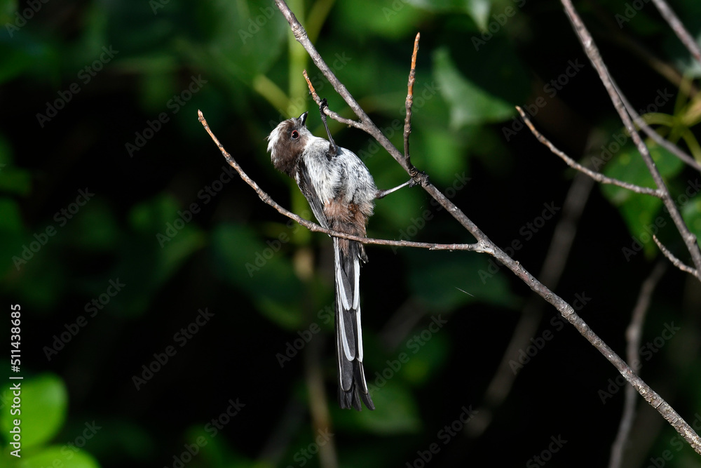 Wall mural  Long-tailed Tit // Schwanzmeise (Aegithalos caudatus)