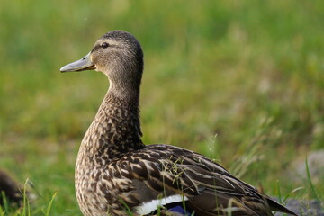 The duck is resting in the green grass