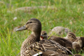 The duck is resting in the green grass