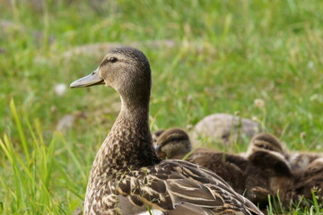 The duck is resting in the green grass