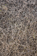 Dry natural branches texture straw flat hd