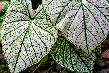 Fototapeta na wymiar White caladiums (Angel Wings) with red veins and green margins.Bon White leaves