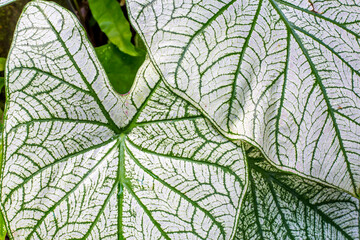 Naklejka na ściany i meble White caladiums (Angel Wings) with red veins and green margins.Bon White leaves