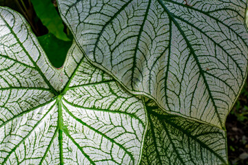 Obraz na płótnie Canvas White caladiums (Angel Wings) with red veins and green margins.Bon White leaves