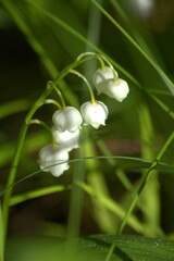 white flower with drops