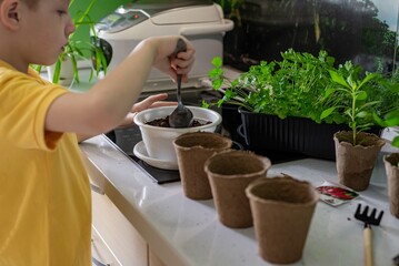 Home gardening. Watering and transplanting plants in eco-pots. Gardener child hobby caring for flowers, in the kitchen