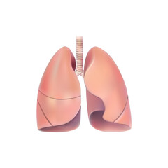 Human lungs and trachea on white background vector illustration