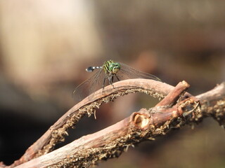 Dragonfly