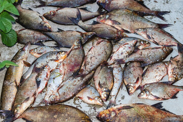 Large catch of river fish. Lucky catch. River fish pike, roach, bream lie on the ground. Large fresh river fish.
