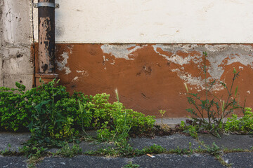 green leaves in front of a house wall