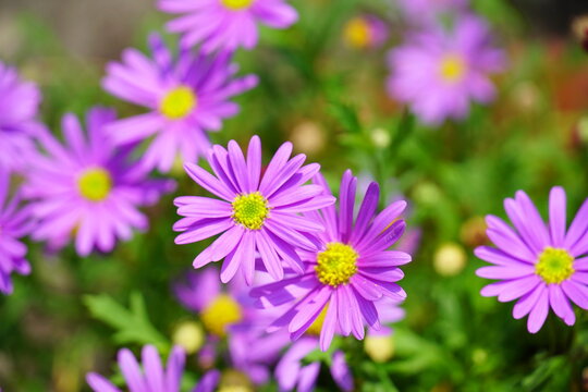 紫色のブラキカムの花