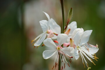 綺麗に咲くガウラの花