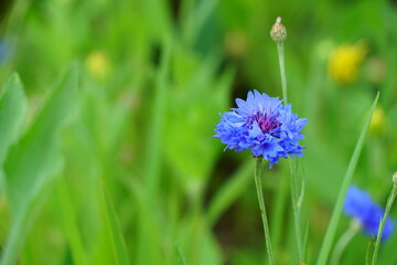 ヤグルマギクの花と蕾