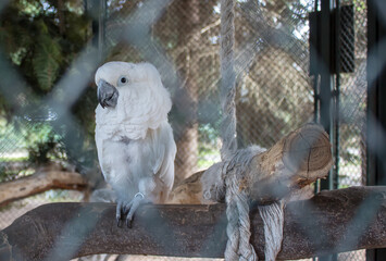 In captivity