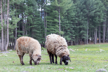 Herd of sheep on beautiful mountain meadow in Kumrat valley