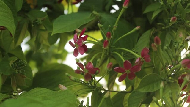 Red-pink Rangoon creeper or Chinese honeysuckle flowers is blooming on the tree. Rangoon creeper red flower clusters are swaying in the air.
